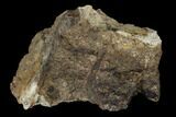 Fossil Triceratops Bone Section - North Dakota #117548-1
